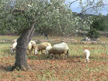 Olivenhain mit Schafen